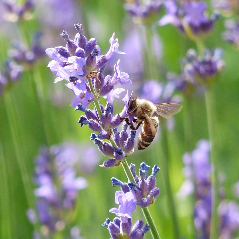 Create a sea of tranquillity with wildlife-friendly lavender