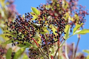 6 key nutrients to keep colds at bay