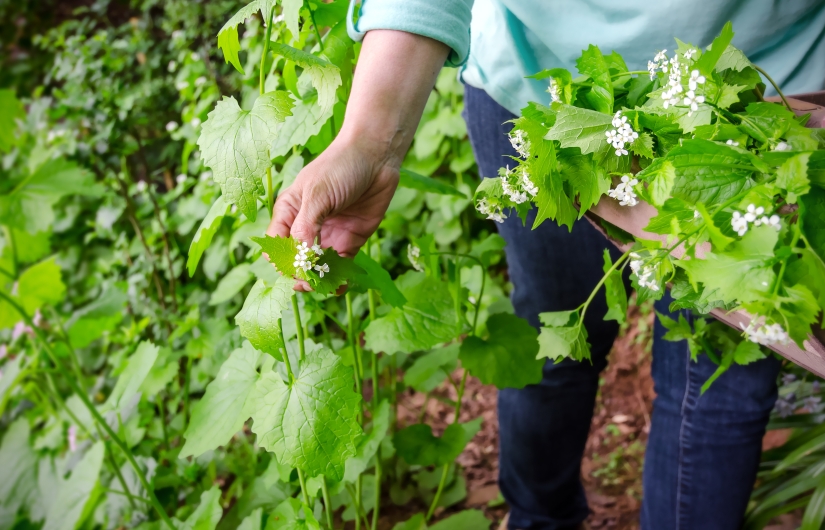 4 foods you can forage right now