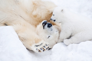 6 ways to help this vulnerable species on International Polar Bear Day