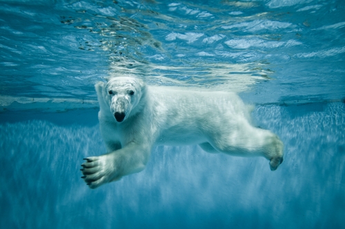 6 ways to help this vulnerable species on International Polar Bear Day